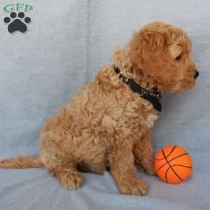 Cosmo-Medium, Goldendoodle Puppy